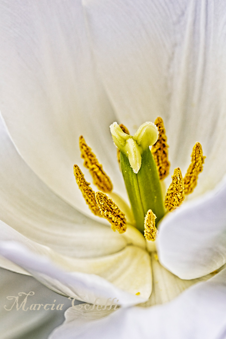 White Tulip 2892.jpg