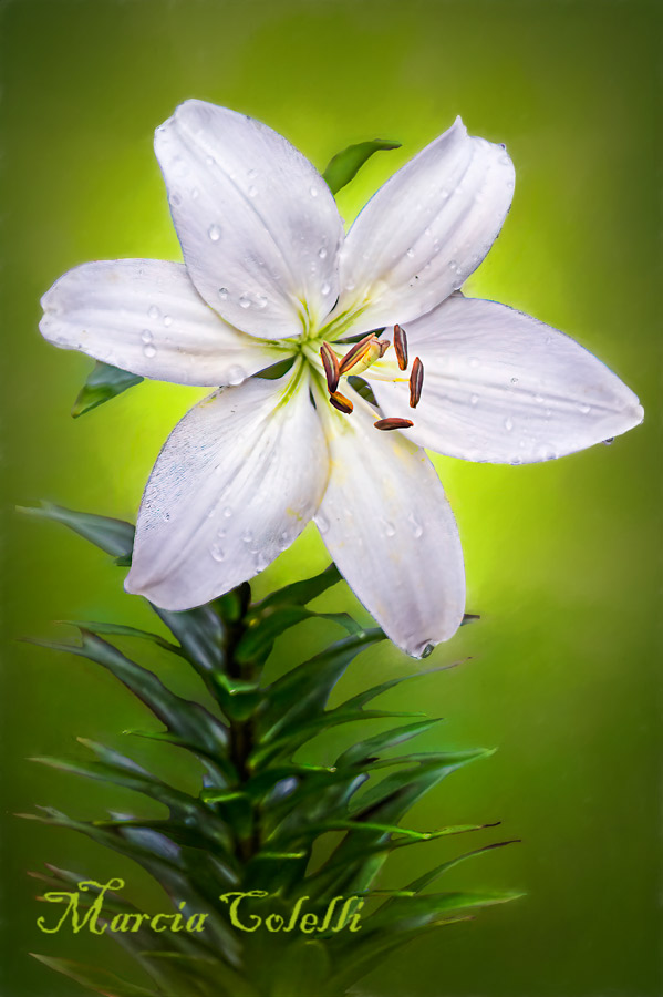 PURITY WHITE ASIATIC LILY-4042.jpg