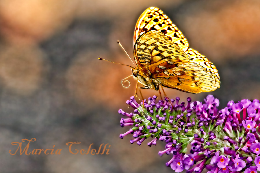 Frittilary-butterfly-4876.jpg