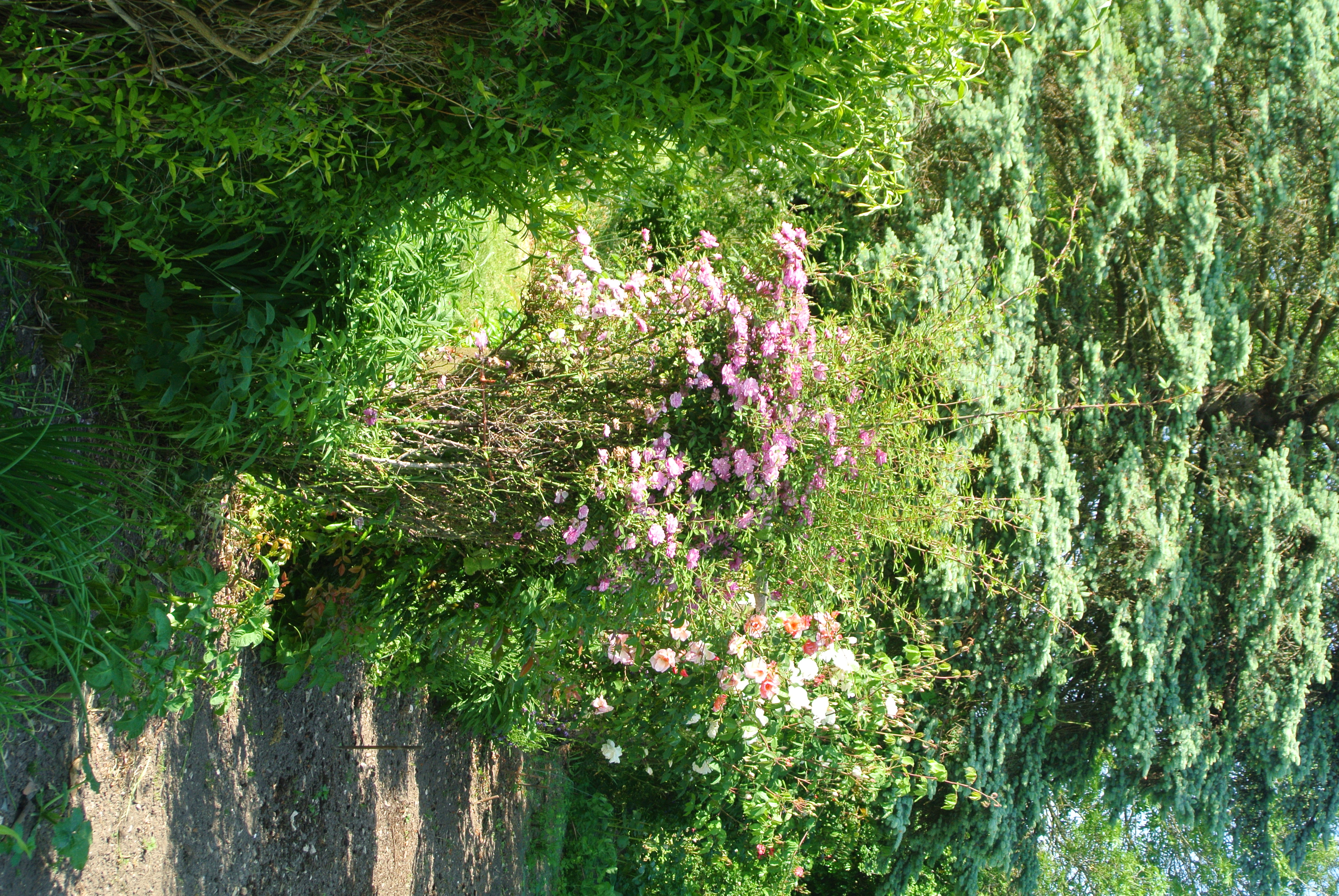 DSC_2833.JPG