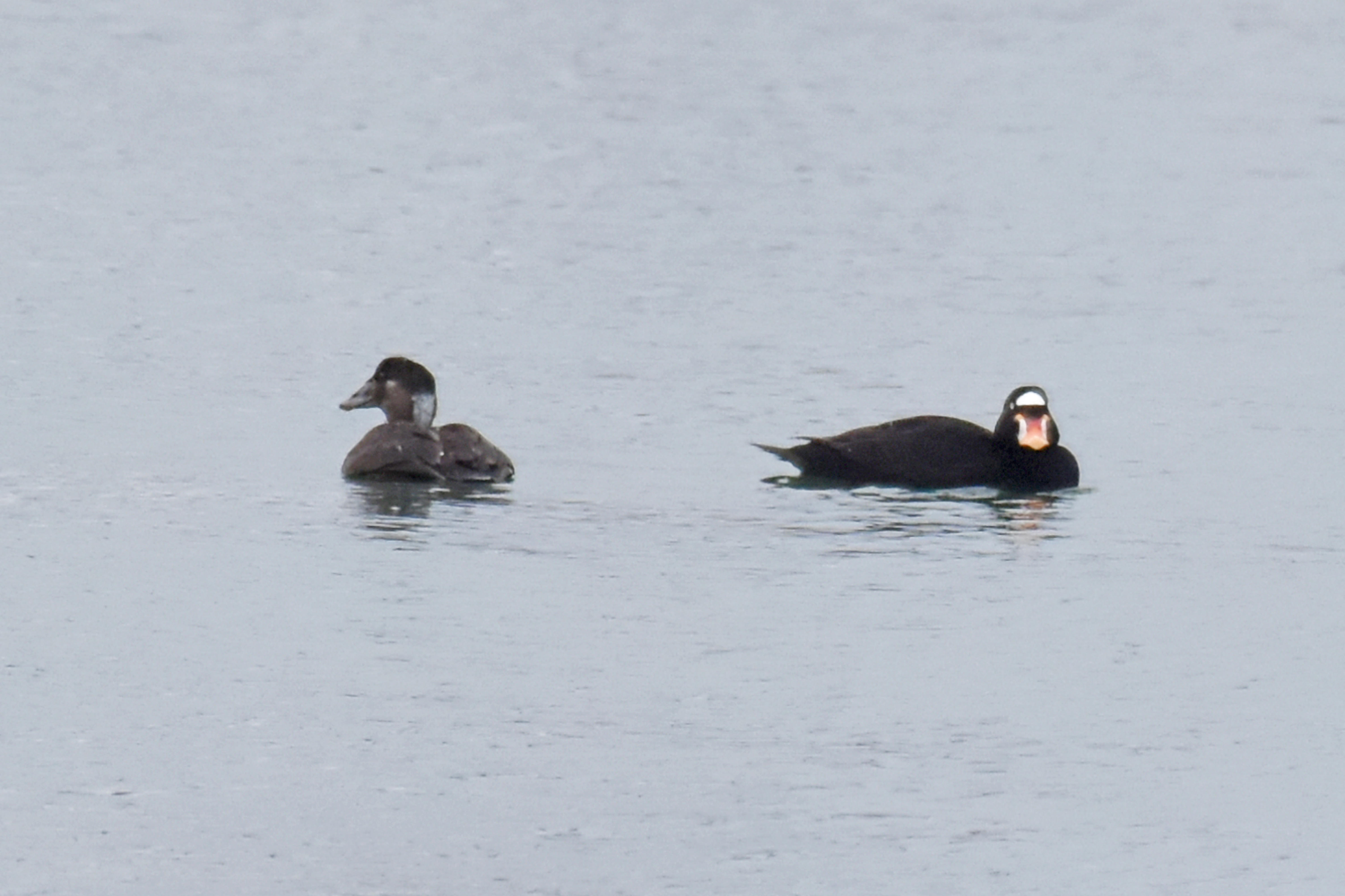 Surf Scoters, Drake and Hen