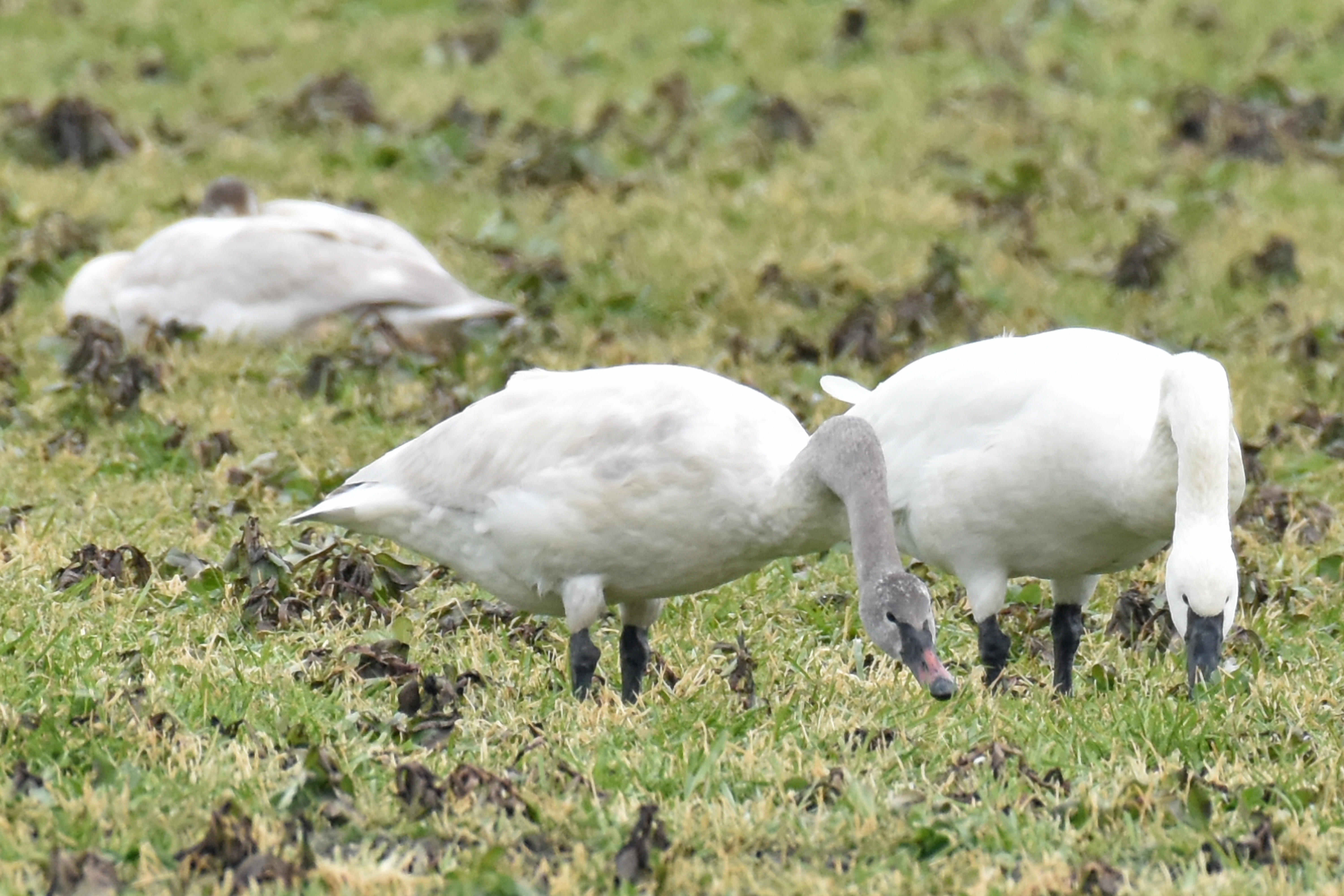 Trumpeter Swan, Juvenile