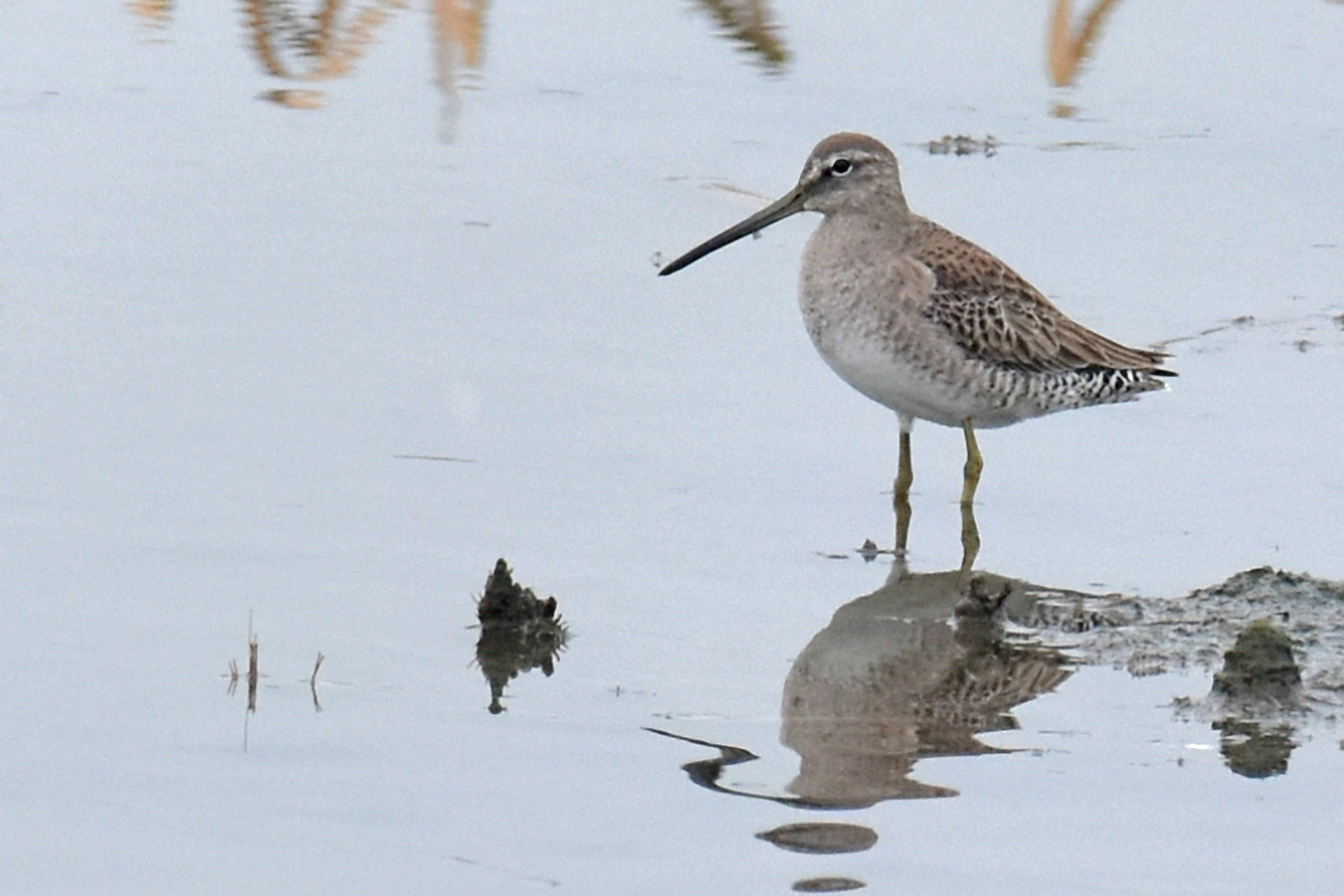 Long-billed Dowitcher