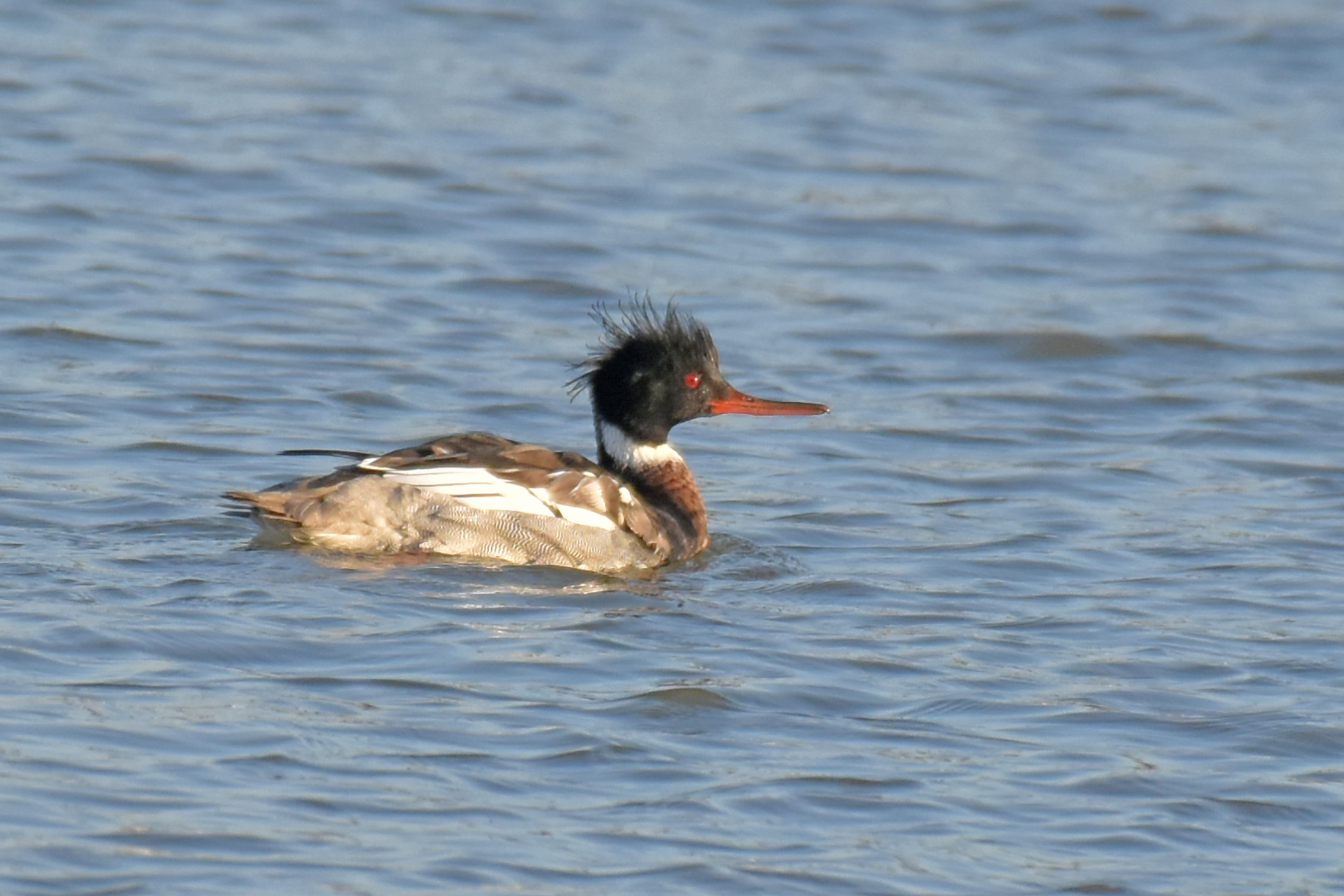 Red-breasted Merganser, Male