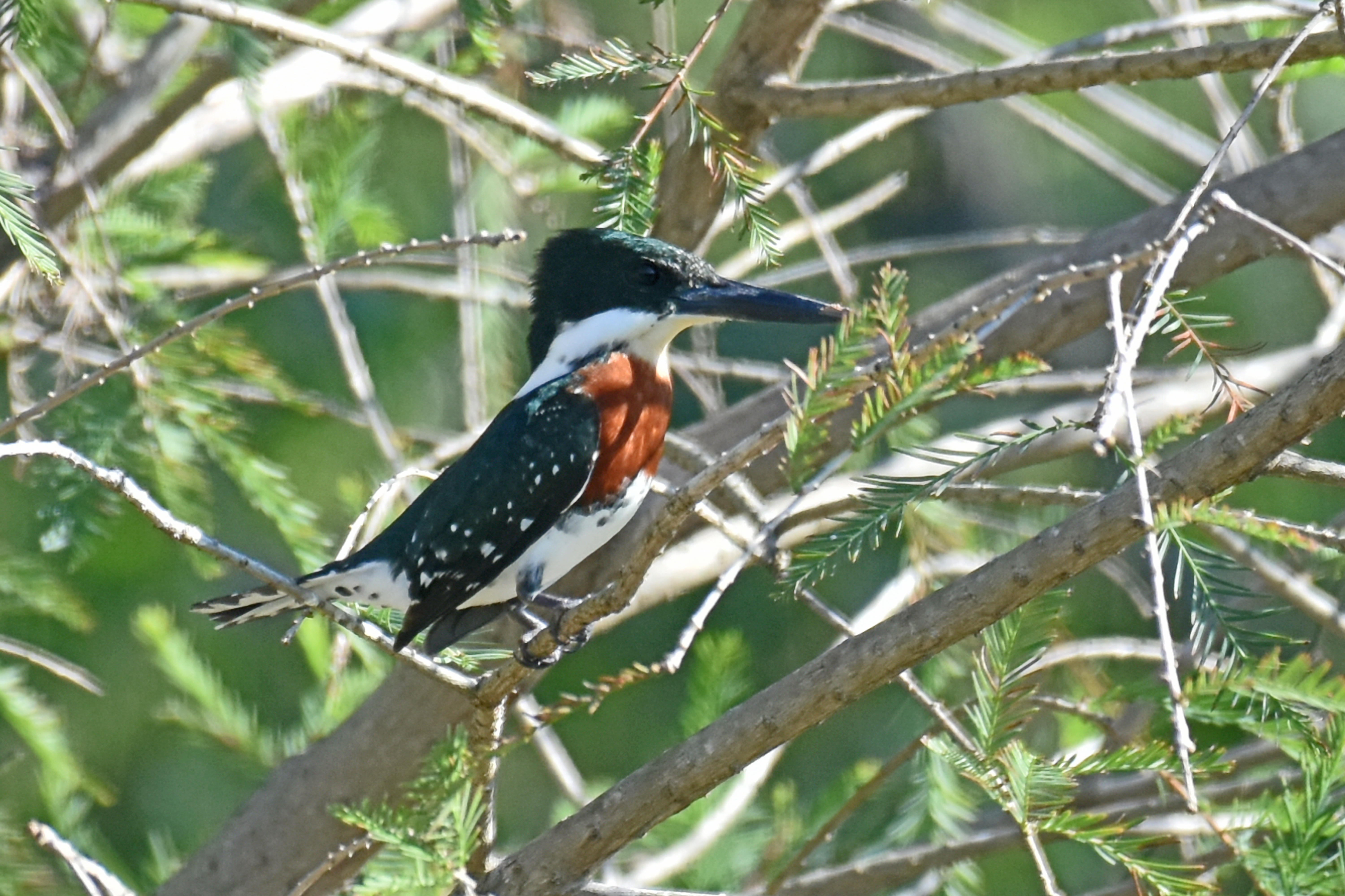 Green Kingfisher, Male