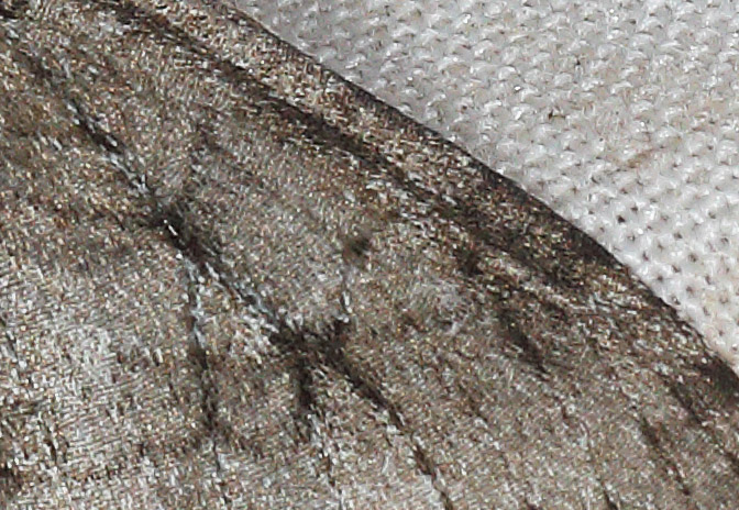 Autumnal Moth (crop)