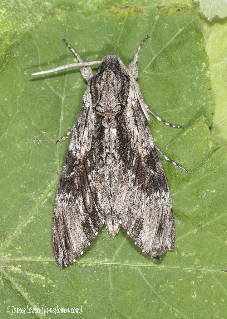 Convolvulus Hawk-moth