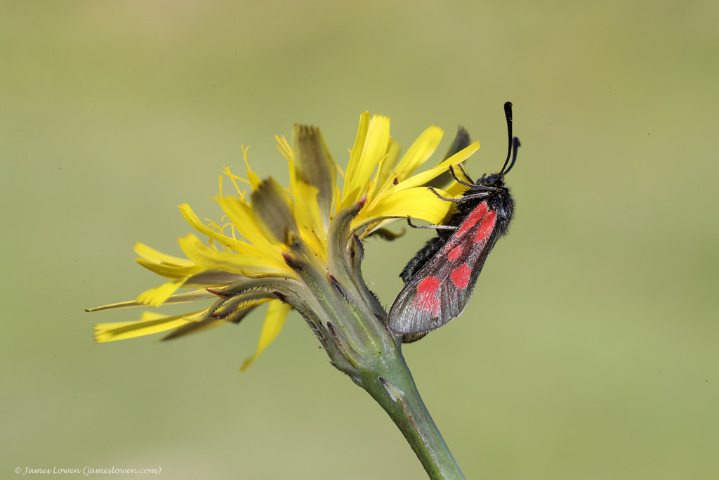 Slender Scotch Burnet