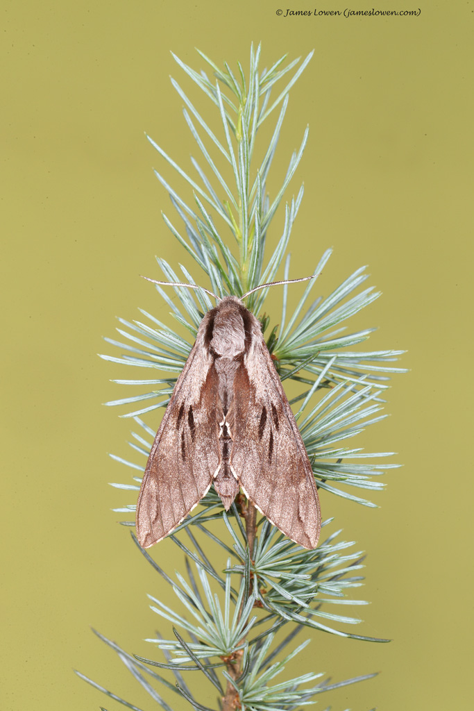 Pine Hawk-moth