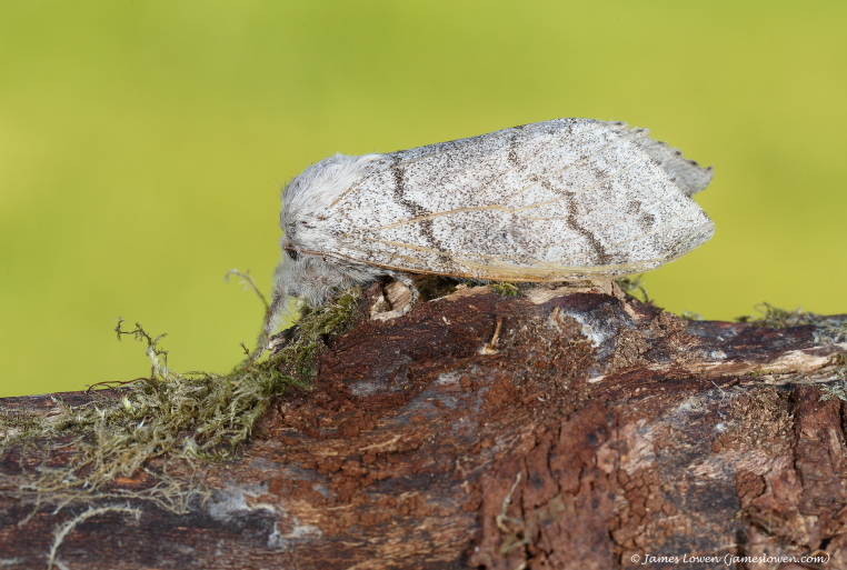 Pale Tussock