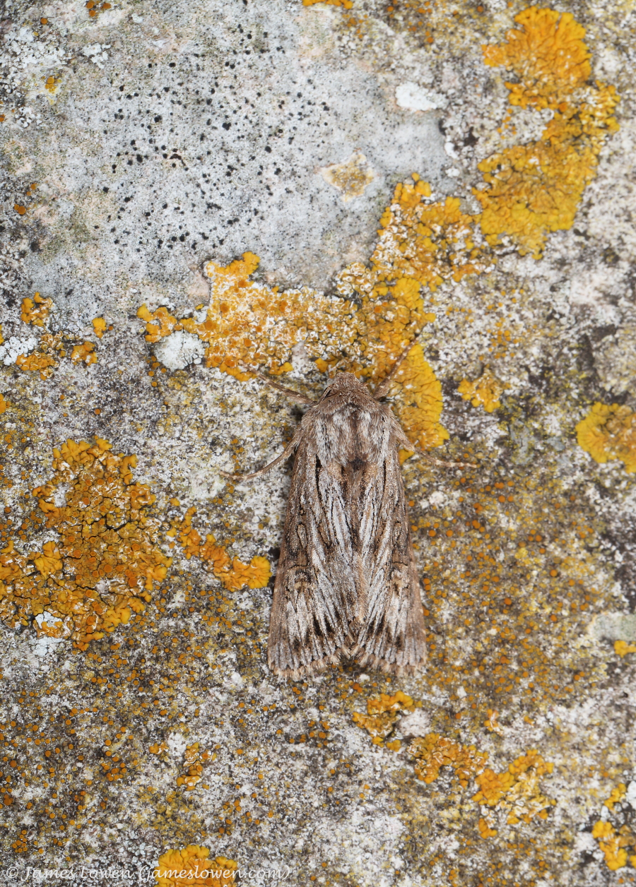 Feathered Brindle