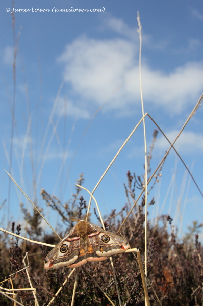 Macromoths E-H