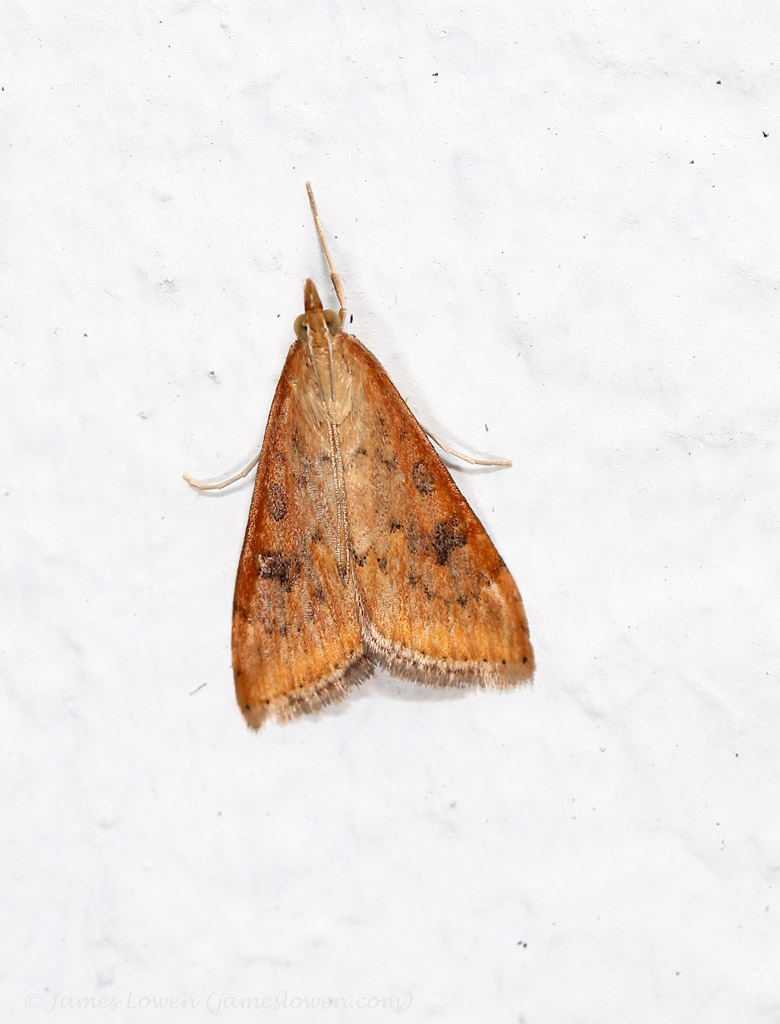 Rusty-dot Pearl