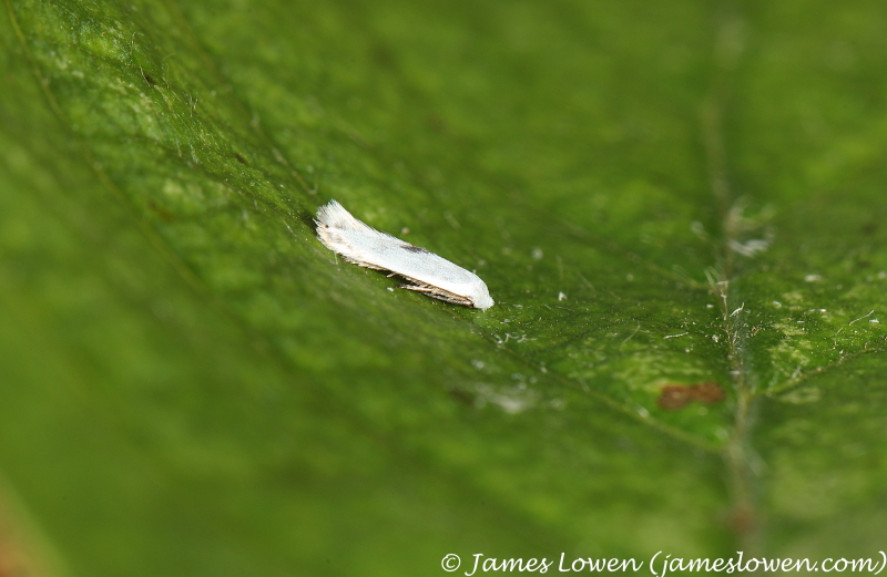 Pseudopostega auritella