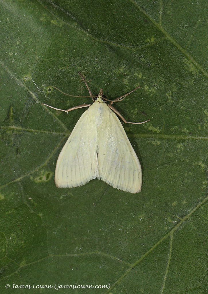 Sitochroa palealis
