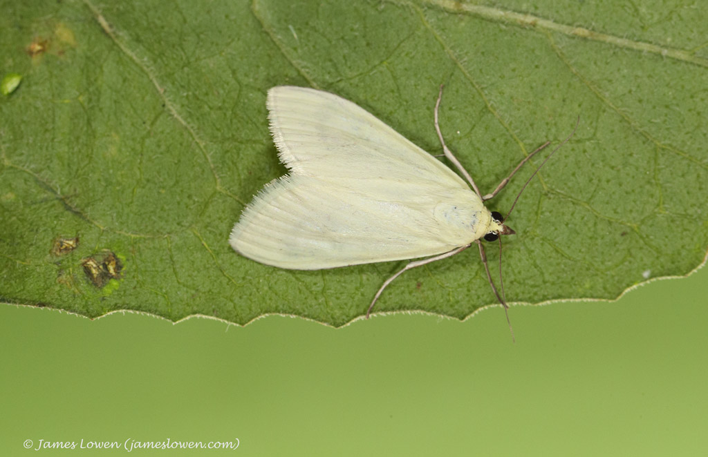 Sitochroa palealis