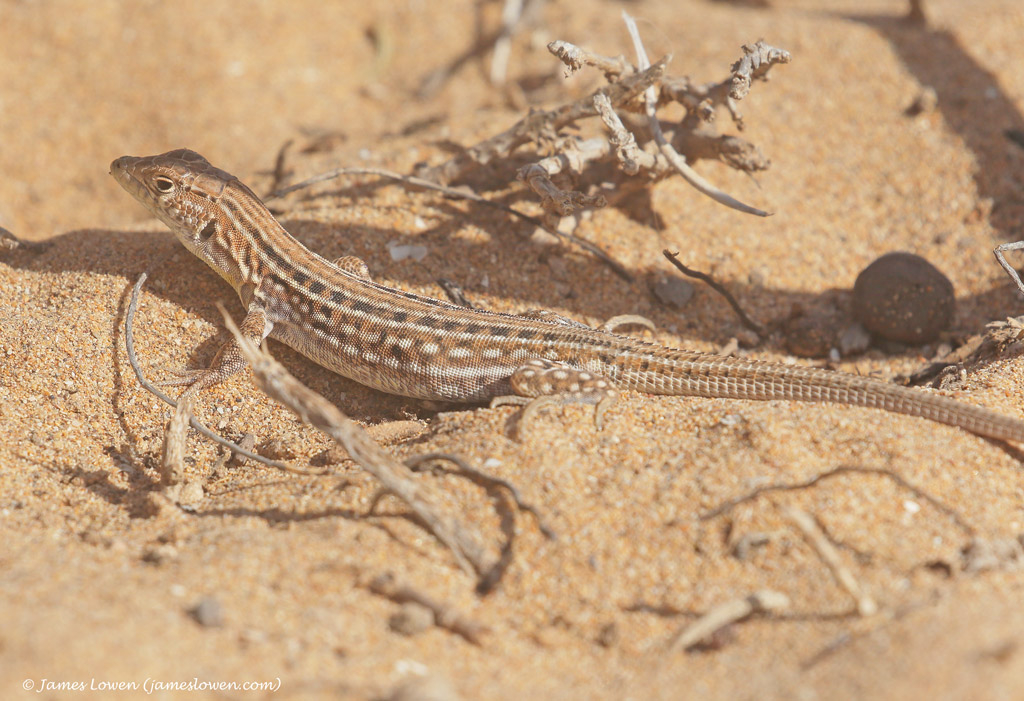 Margaritas Fringe-toed Lizard