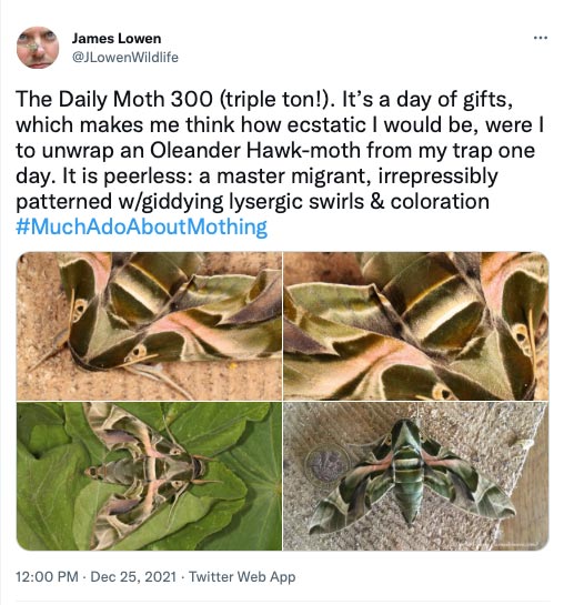 The Daily Moth 300-349