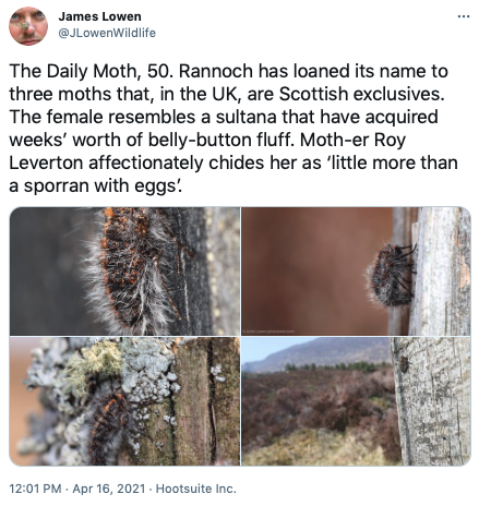 The Daily Moth 50-99
