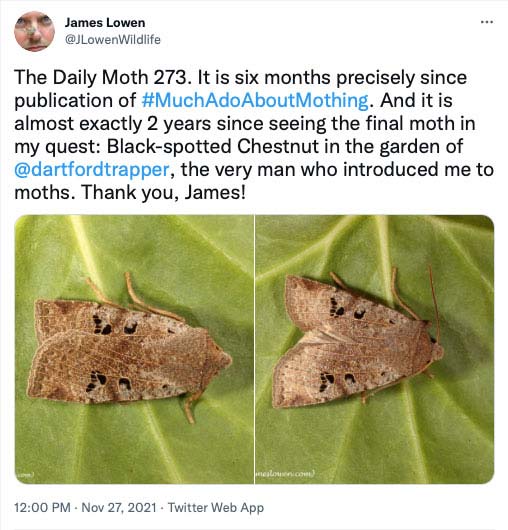 The Daily Moth 250-299