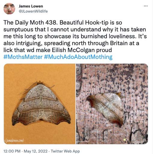 The Daily Moth 400-449