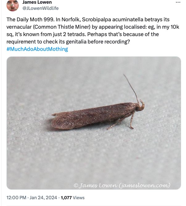 The Daily Moth 950-999