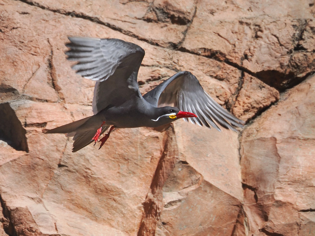 P2234948 - Inca Tern.jpg