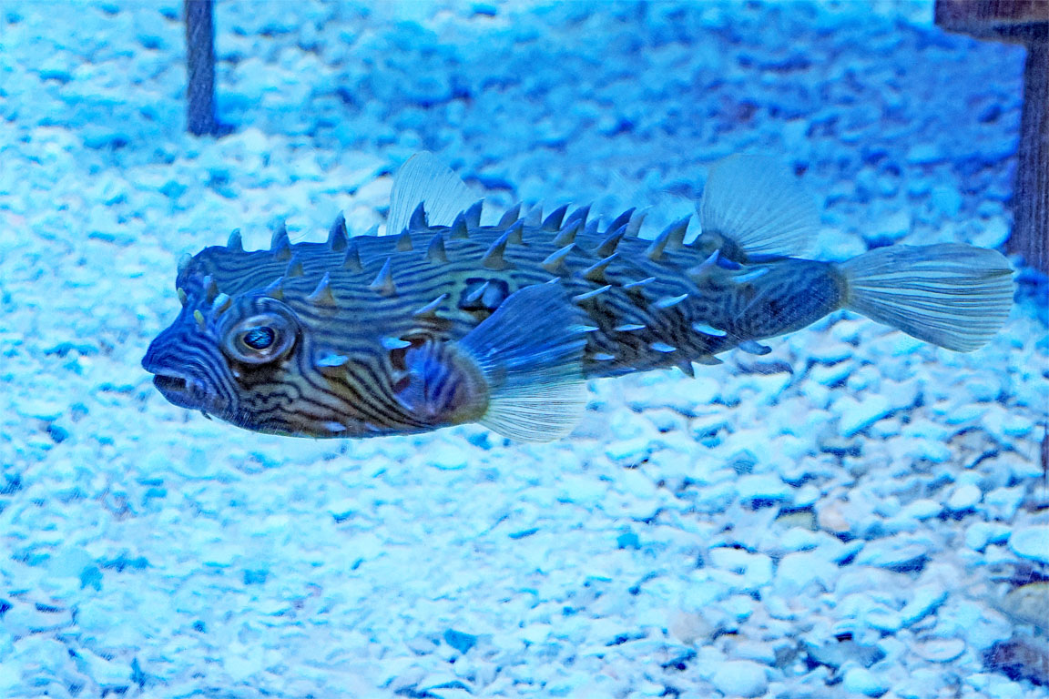 P2235006 - Porcupine Fish.jpg