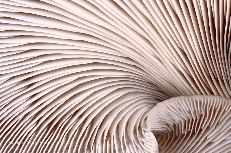 Pleurotus ostreatus - Gewone Oesterzwam 11.JPG
