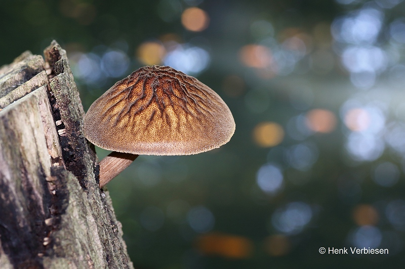 Pluteus umbrosus - Pronkhertenzwam 1.JPG