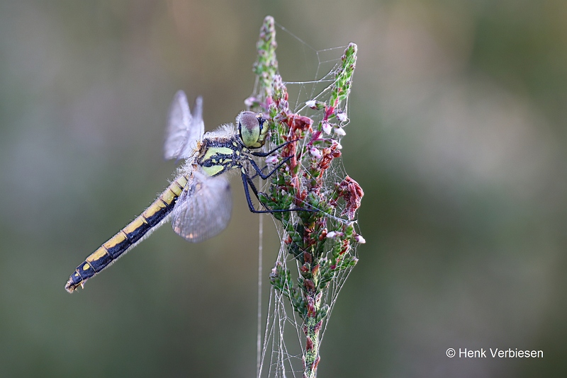 Sympetrum danae - Zwarte Heidelibel 5.JPG