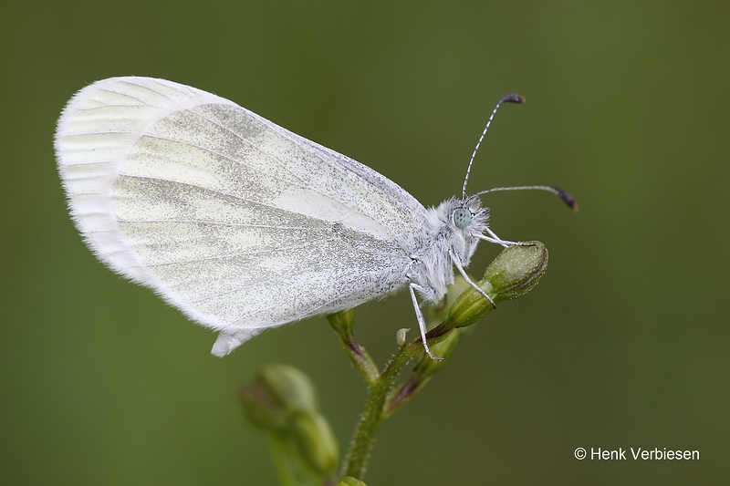 Leptidea sinapis - Boswitje 3.JPG