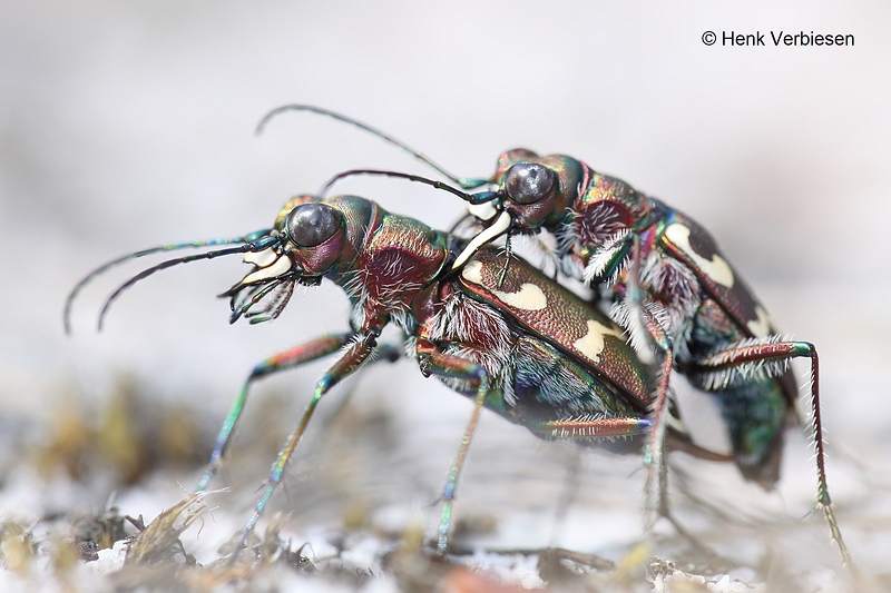 Cicindela hybrida - Basterdzandloopkever 2.JPG