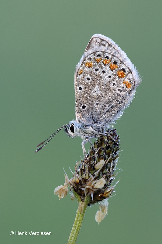 Polyommatus icarus - Icarusblauwtje 7.JPG