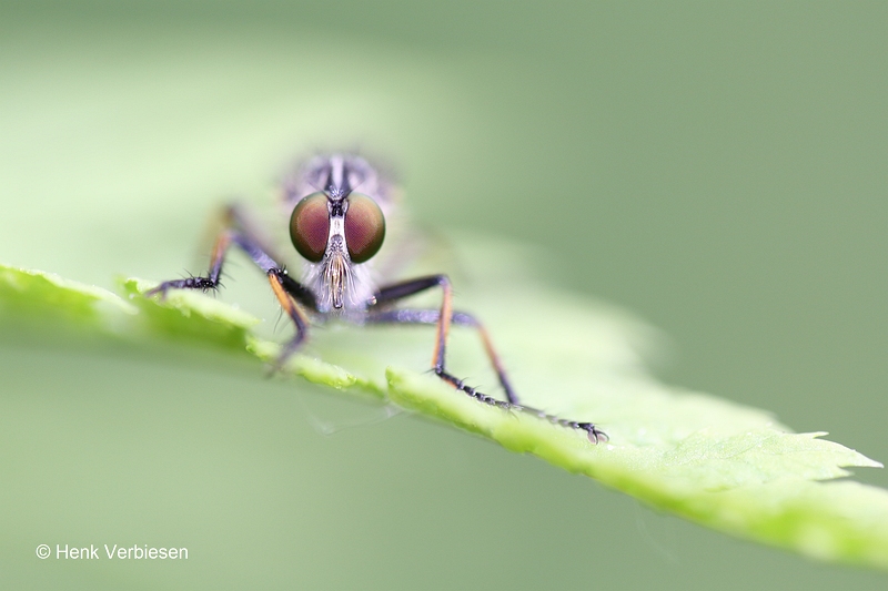 Neoitamus cyanurus - Bosrandroofvlieg 5.JPG