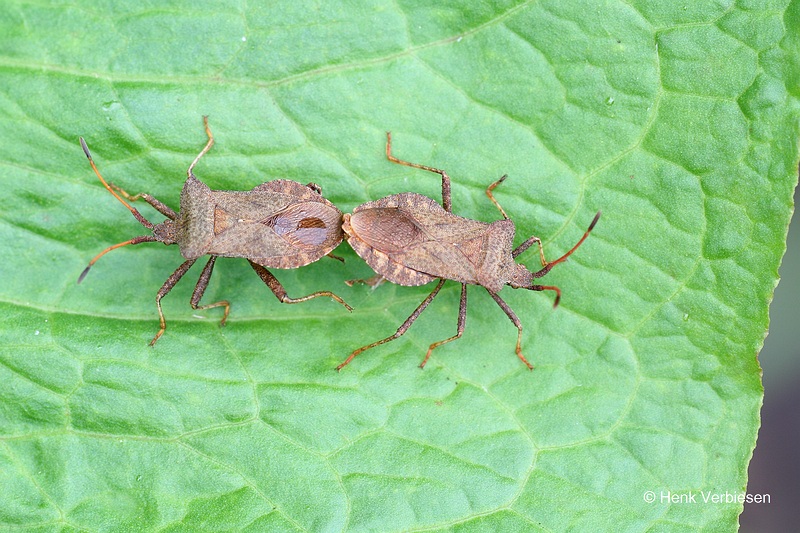 Coreus marginatus - Zuringrandwants 1.JPG