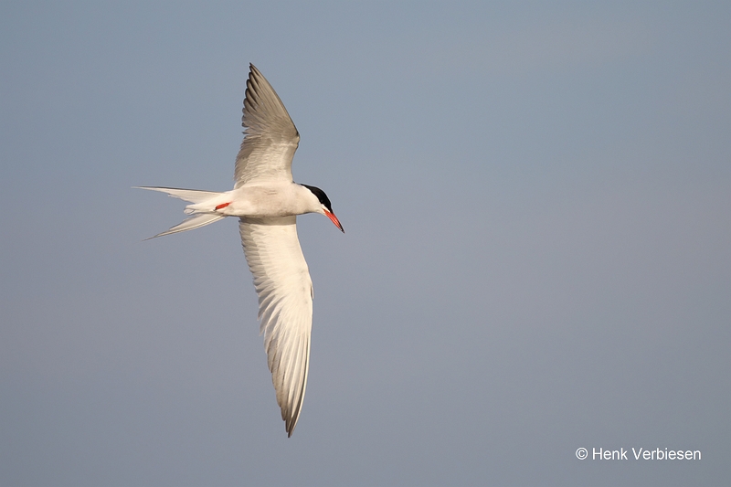 Sterna hirundo - Visdief 1.JPG