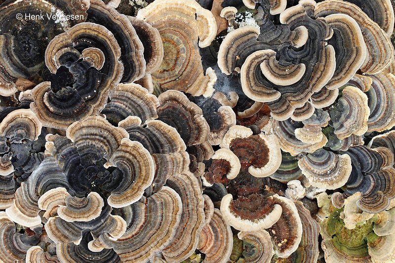 Trametes versicolor - Gewoon Elfenbankje 6.JPG