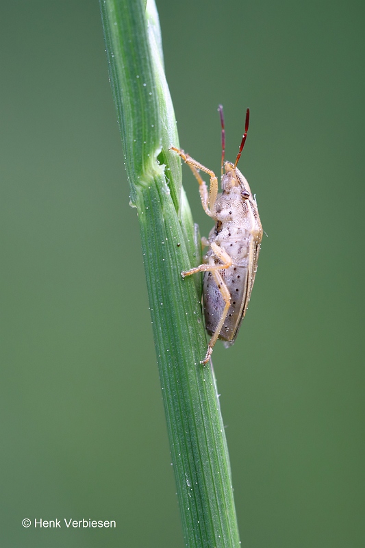 Aelia acuminata - Mijterschildwants.JPG