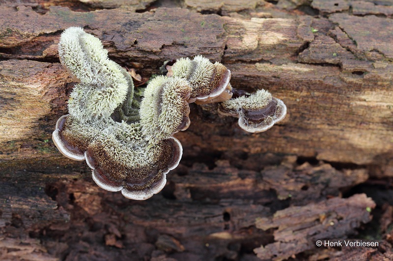 Auricularia mesenterica - Viltig Judasoor 3.JPG