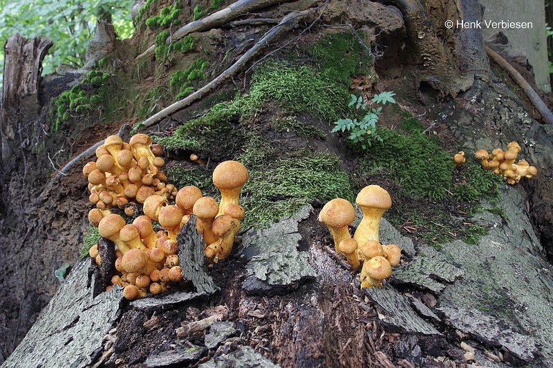 Gymnopilus junonius - Prachtvlamhoed 1.JPG