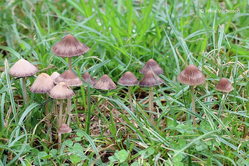 Psathyrella microrrhiza - Kortwortelfranjehoed 2.JPG