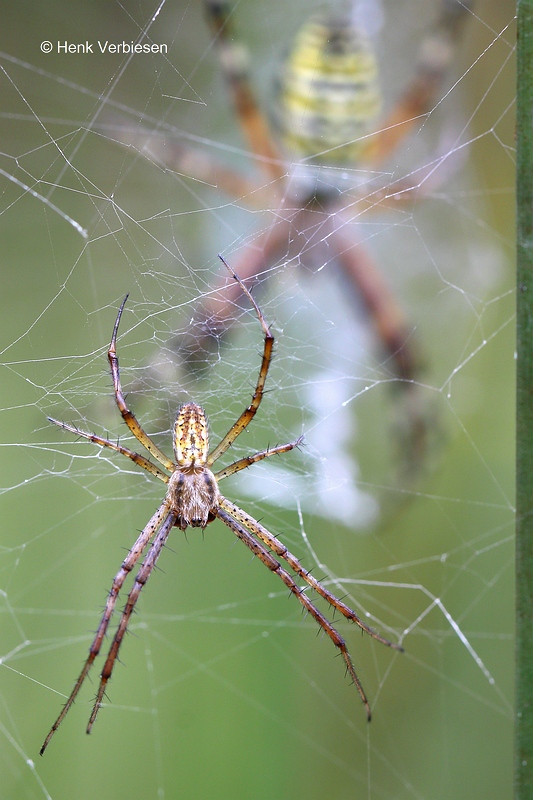Argiope bruennichi - Wespspin 2.JPG