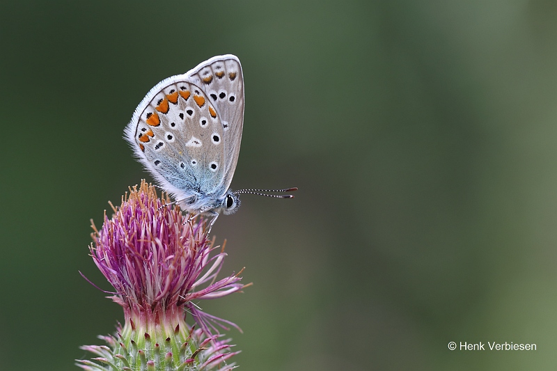 Polyommatus icarus - Icarusblauwtje 4.JPG