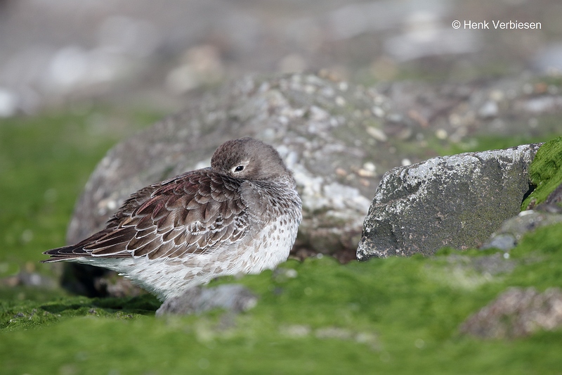 Calidris maritima - Paarse Strandloper 4.JPG