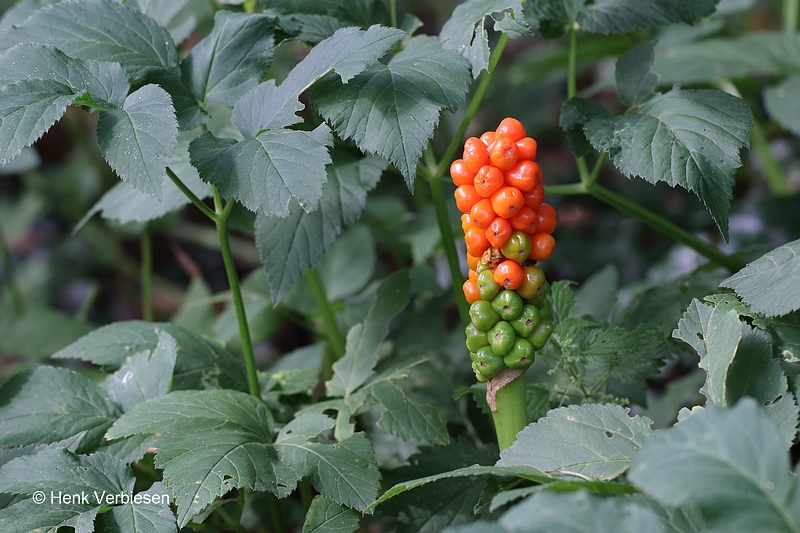 Arum maculatum - Gevlekte Aronskelk.JPG