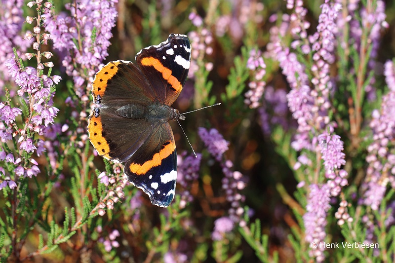 Vanessa atalanta - Atalanta 1.JPG