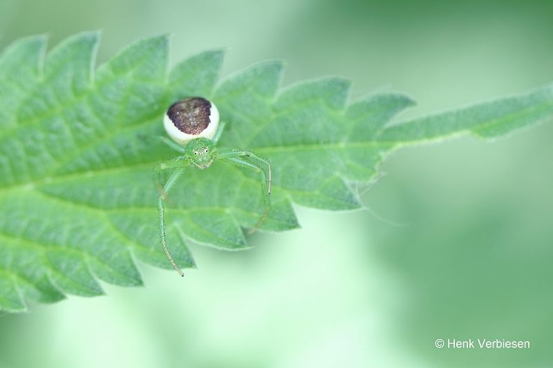 Diaea dorsata - Groene Krabspin.JPG