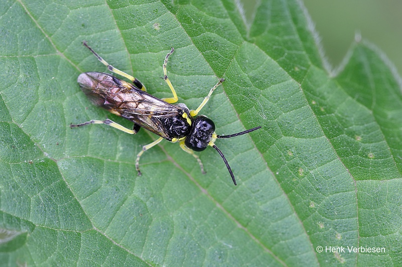 Tenthredo zonula.JPG