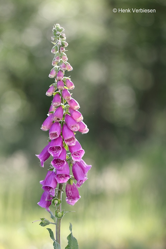Digitalis purpurea - Vingerhoedskruid.JPG
